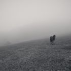 Minimalismus in Nebel 