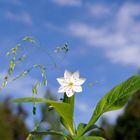 Minimalismus mit Gassenblume