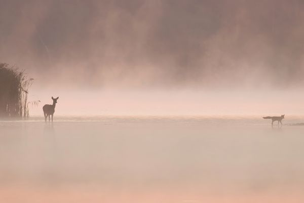 Minimalistisch:  Hirschkuh trifft Fuchs