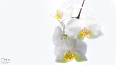 *** Minimalistische Orchidee *** 