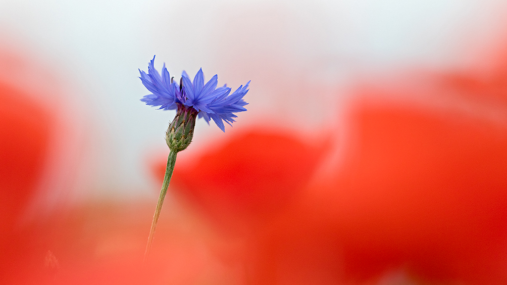 Minimalistisches zum Thema Mohn