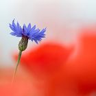 Minimalistisches zum Thema Mohn