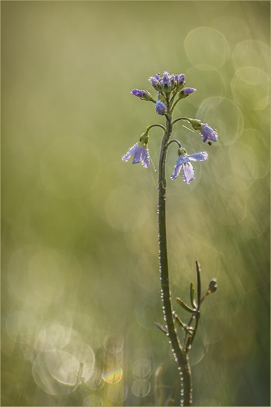 minimalscharfes wiesenschaumkraut