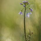 minimalscharfes wiesenschaumkraut