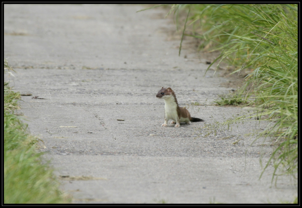 Minimarder