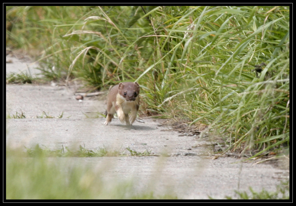 Minimarder die 2te