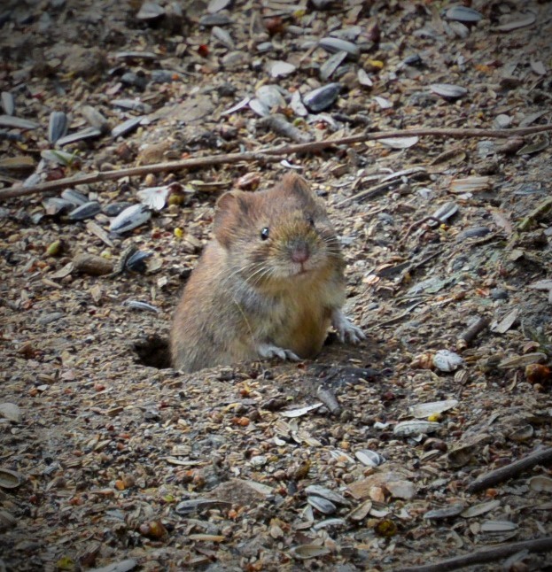 Minimaus