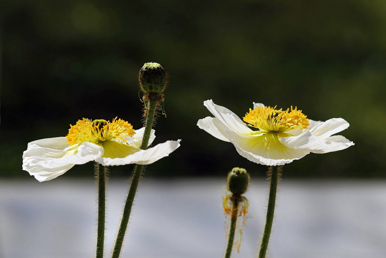 MiniMohn