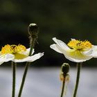 MiniMohn