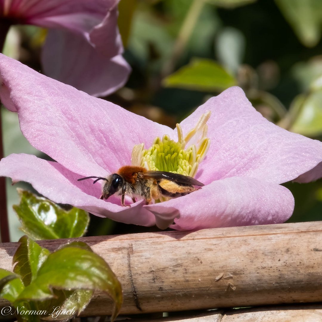 Mining Bee