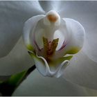 Miniorchidee (2)