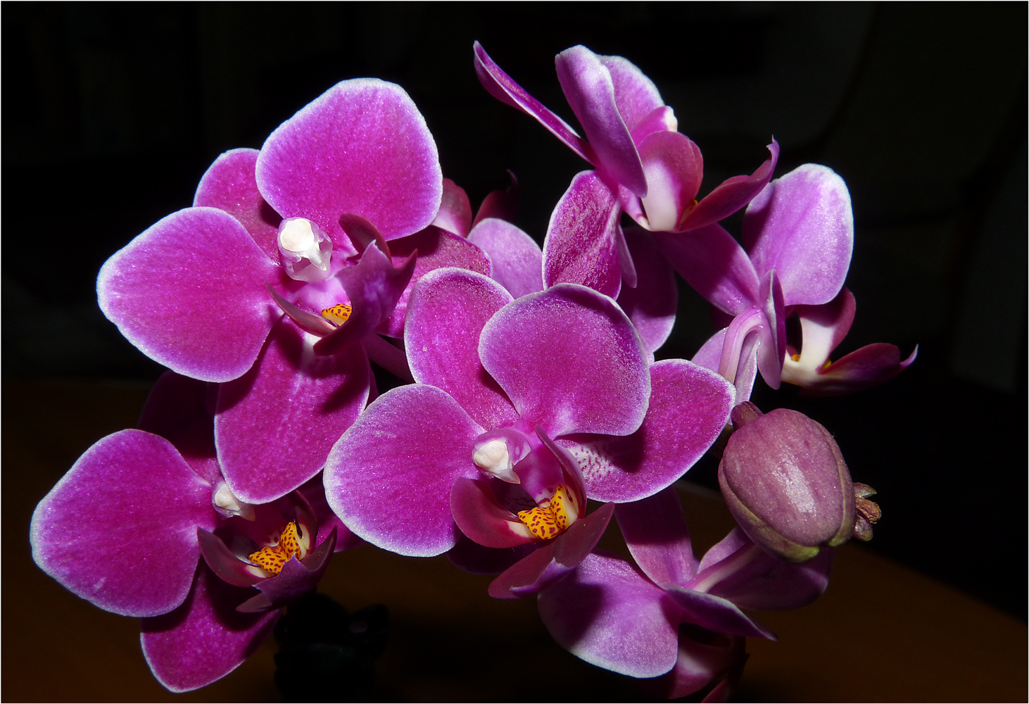 MINIORCHIDEEN