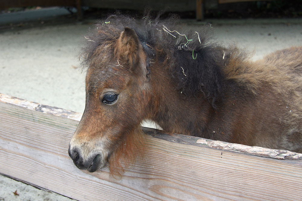 ??? Minipferd im Tierpark Hamm???