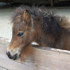 ??? Minipferd im Tierpark Hamm???