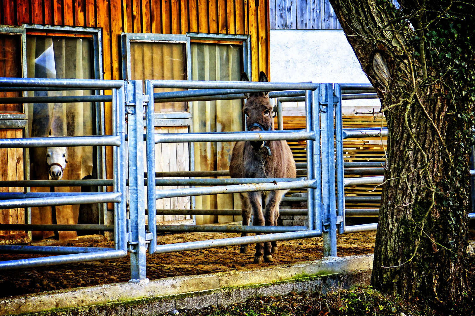 Minipferd und Esel- gesehen zur Weihnachtszeit in Oberbayern-