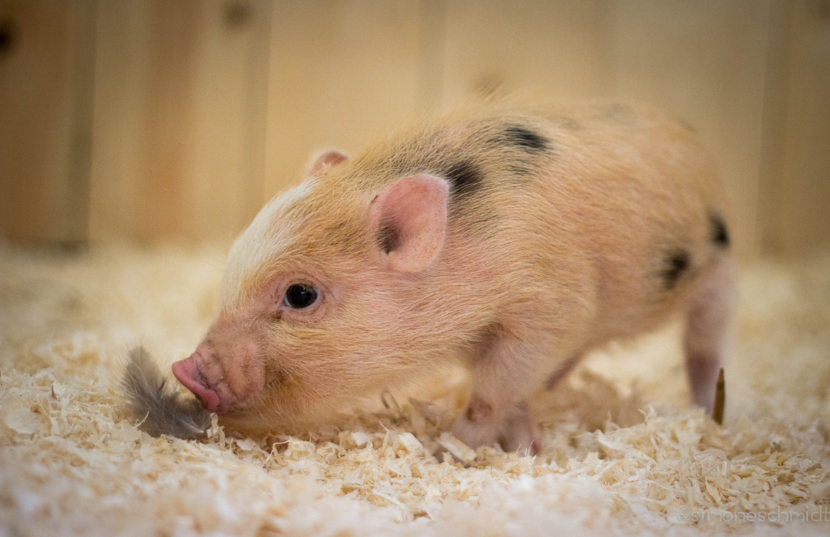 Mini.pig.2