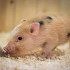 Mini.pig.2