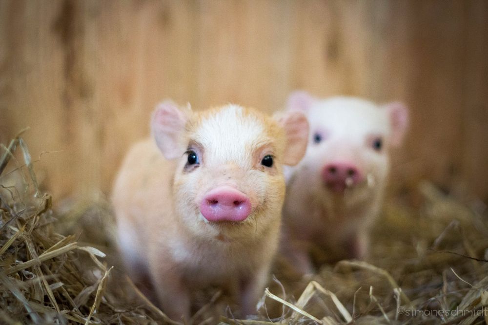 Mini.pigs.