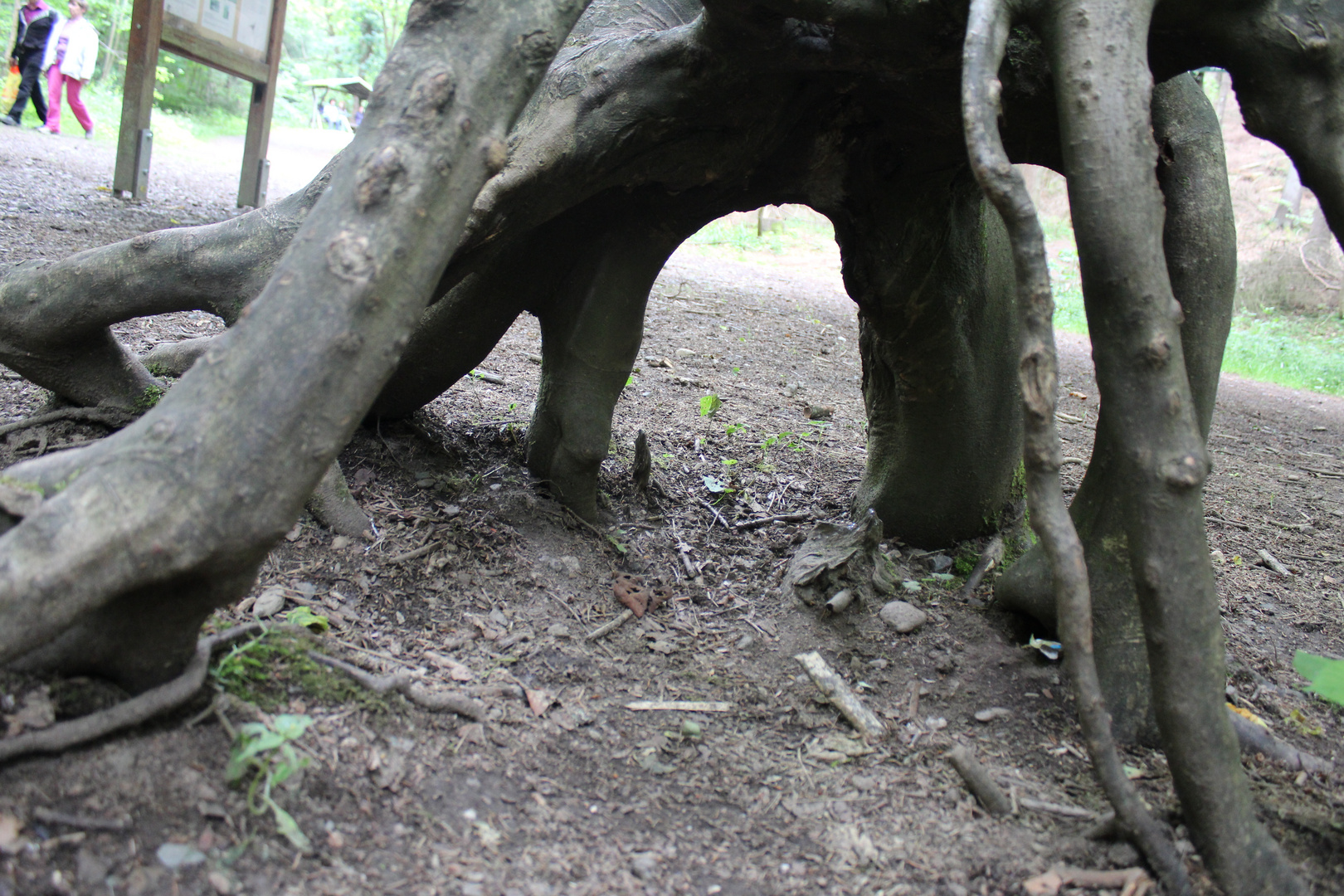 Miniportal am Waldboden (stark vergrößert)