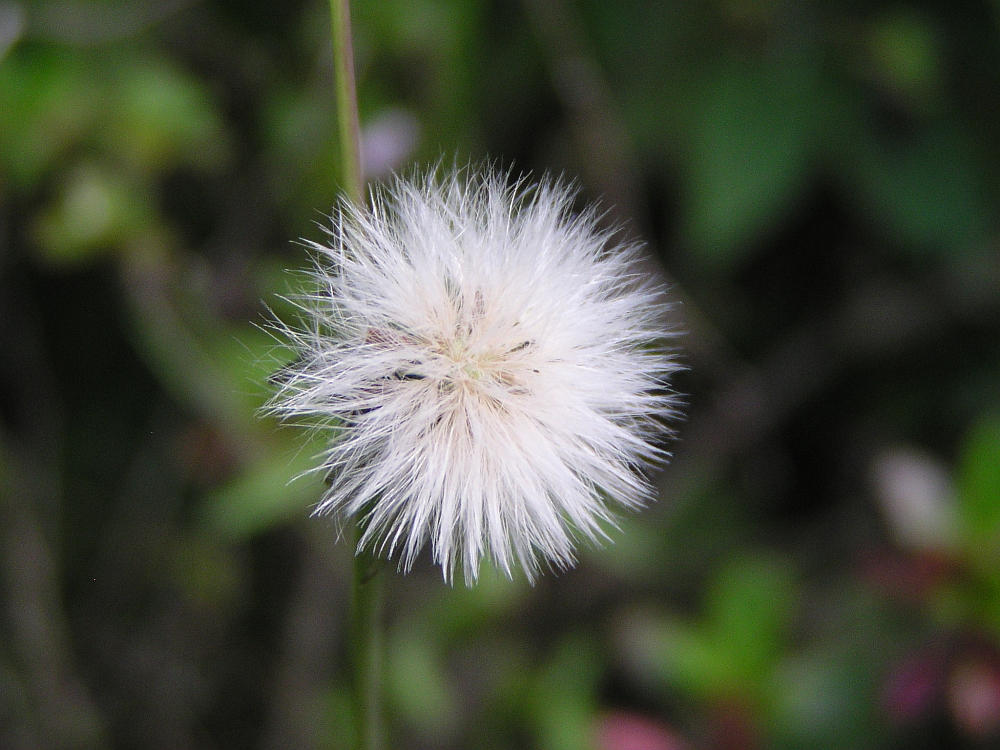 Minipusteblume