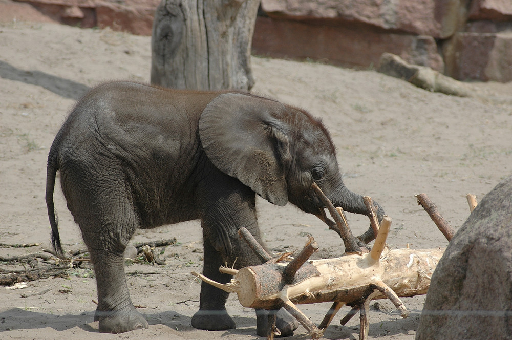 Minirüsselfant