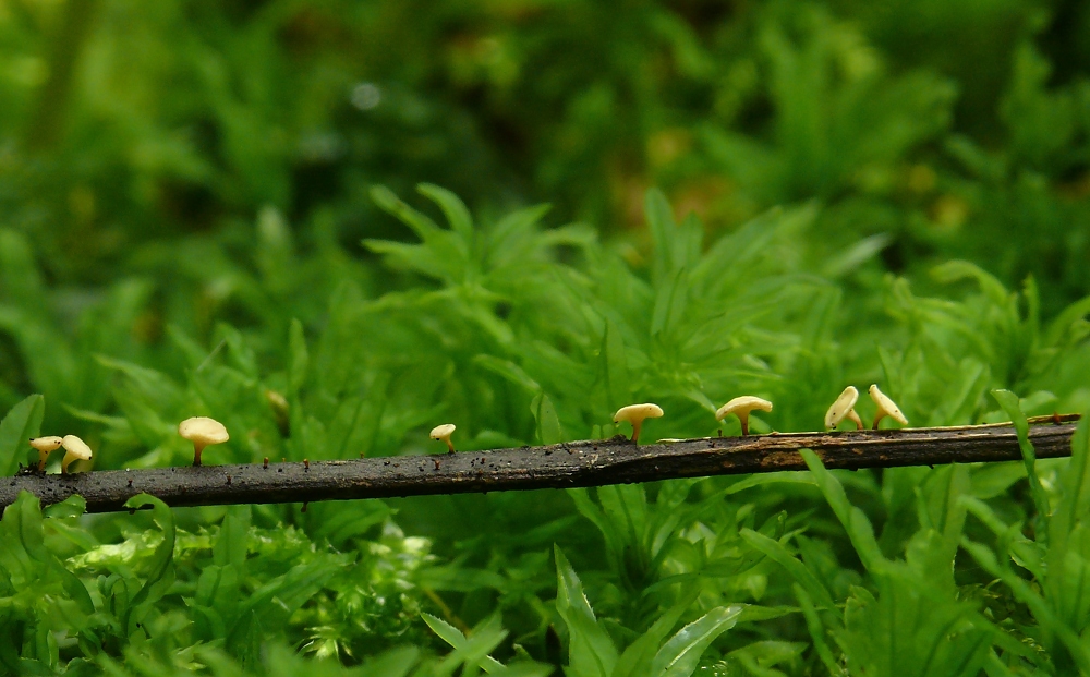 Minis aus dem Riffigwald