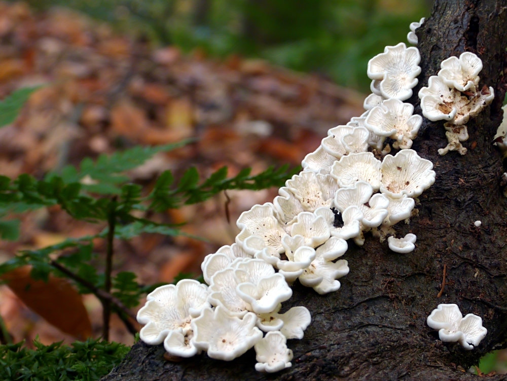 Minis im Herbstwald