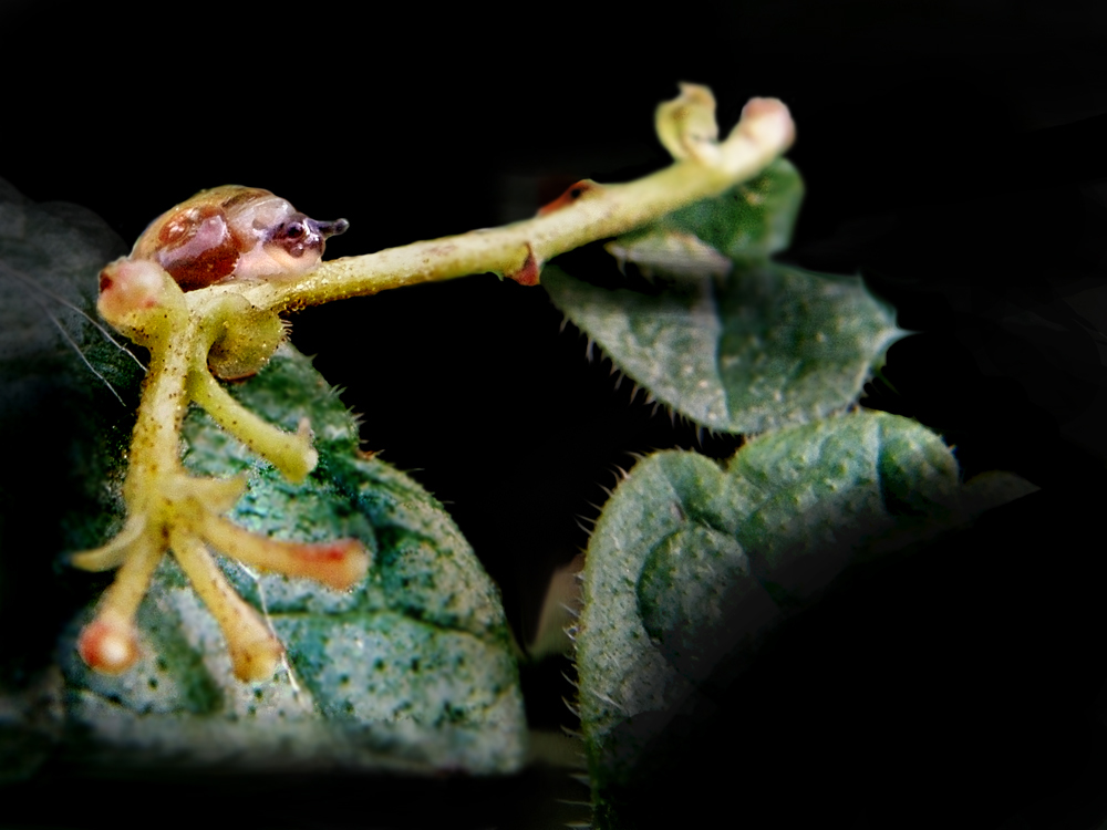 minischnecke