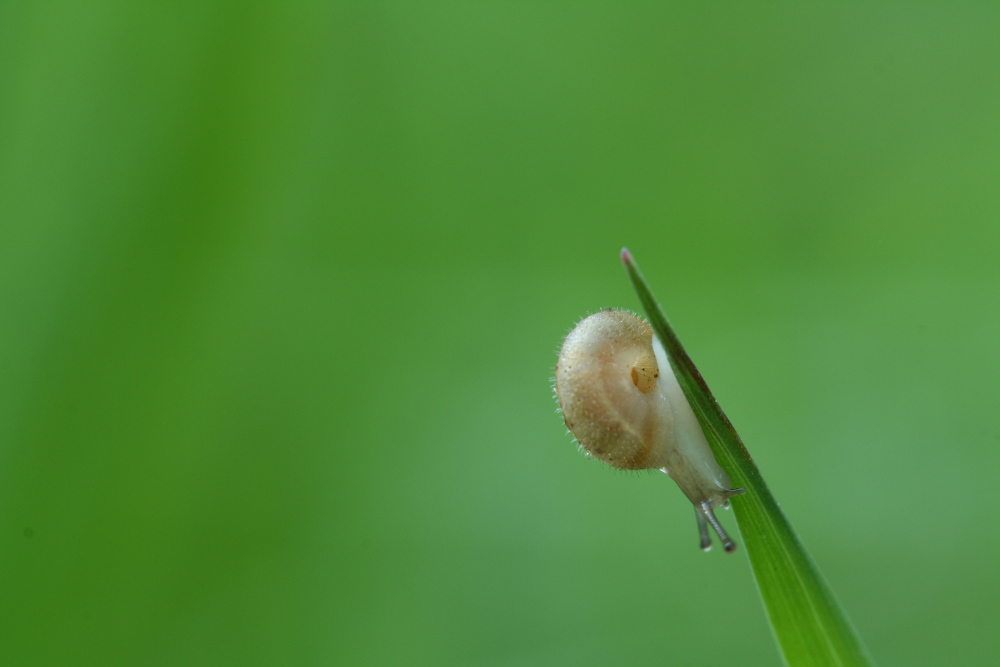 Minischnecke