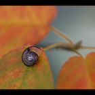 Minischnecke an Herbstlaub