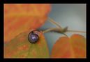 Minischnecke an Herbstlaub by Kerstin G