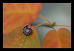 Minischnecke an Herbstlaub