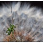 Minischreck auf Pusteblume