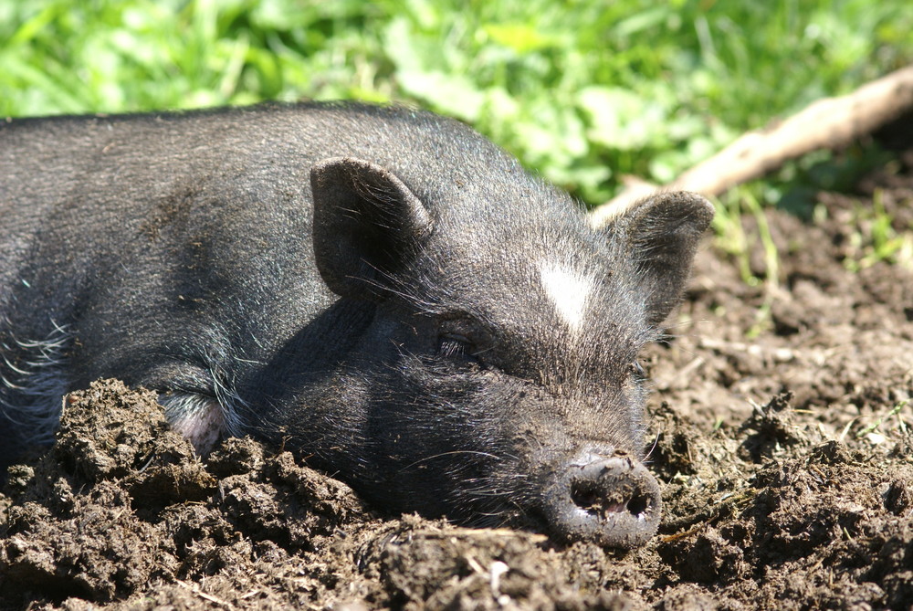 Minischwein im Schlamm