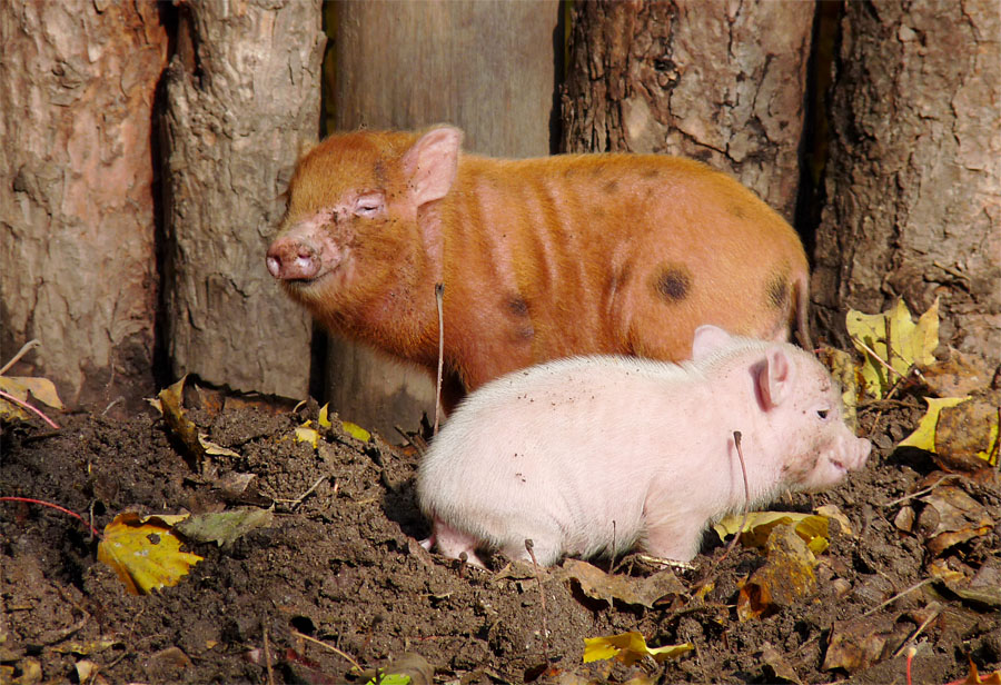 Minischweine im