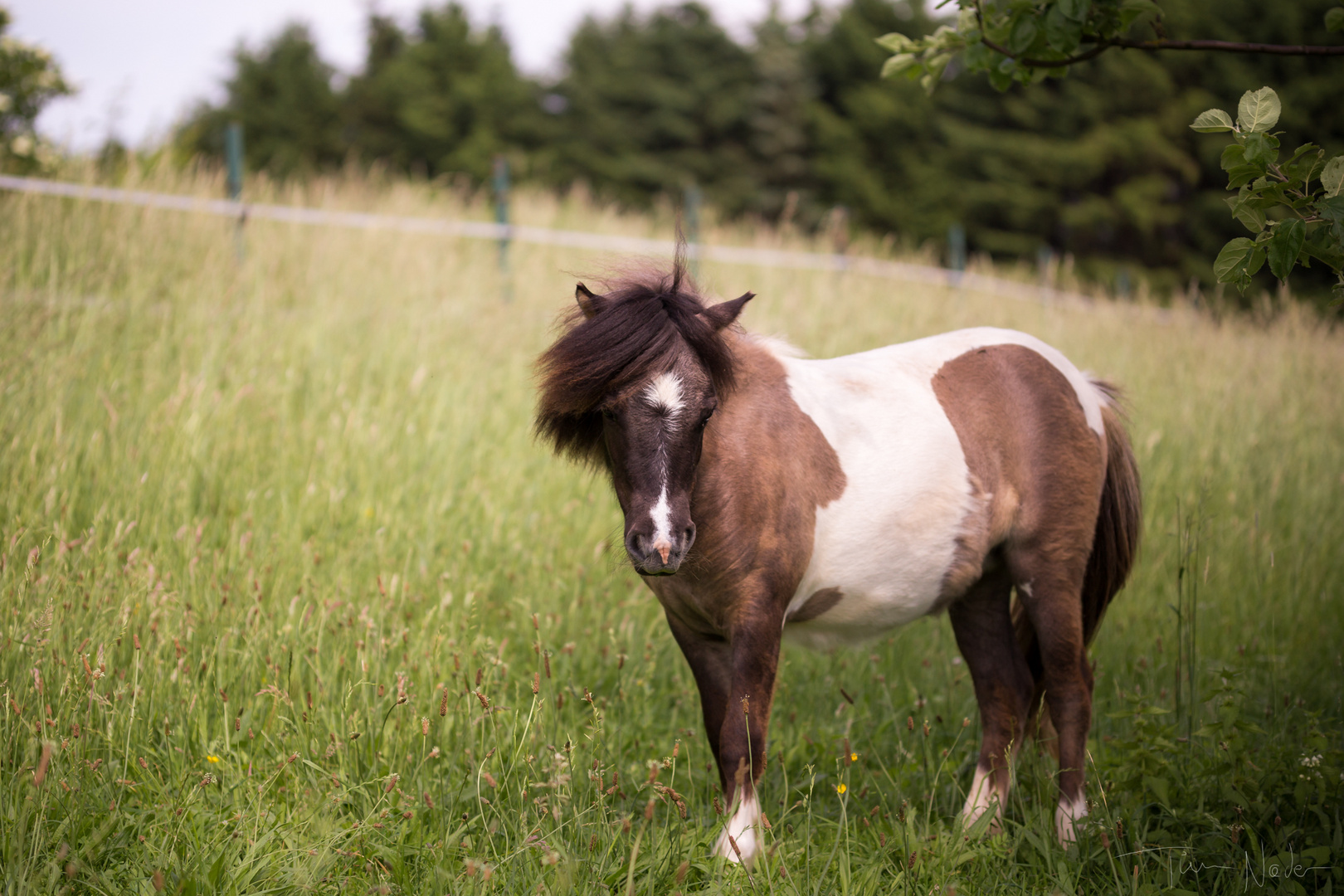 Minishetland