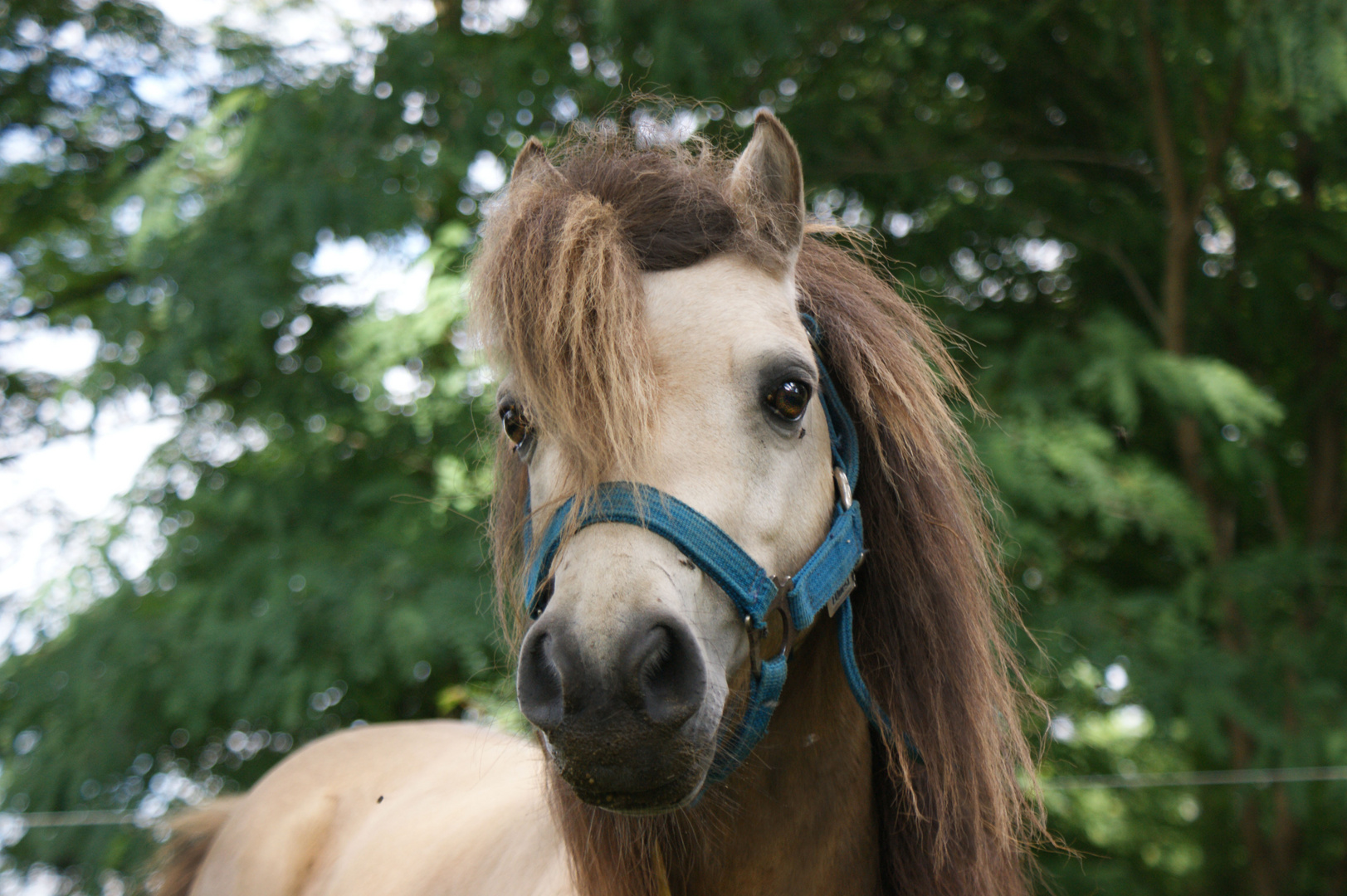 Minishetland Hengst "Ramon"