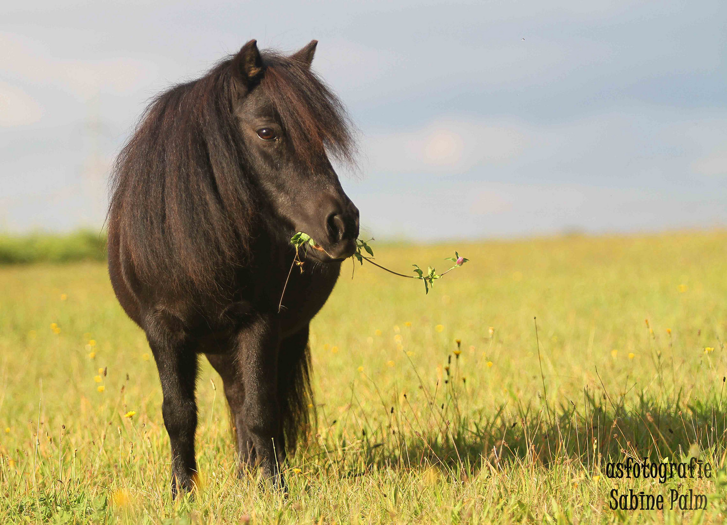 Minishetty Minette Foto & Bild | tiere, haustiere, pferde, esel