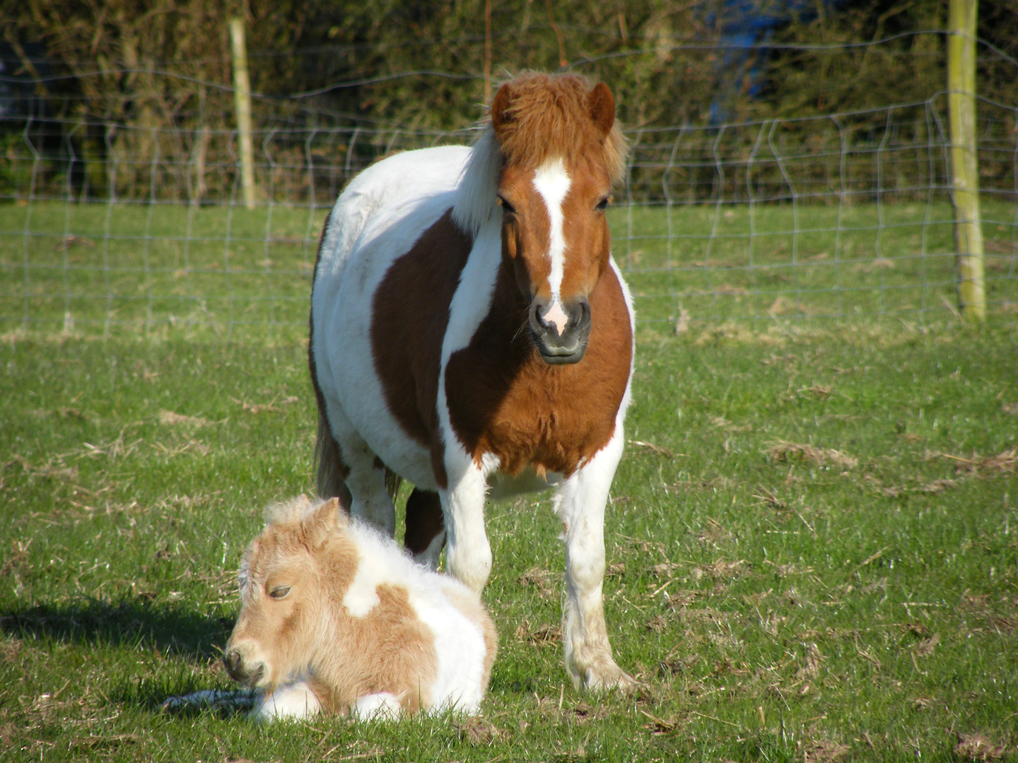 Minishetty mit Fohlen Foto & Bild | tiere, haustiere, pferde, esel