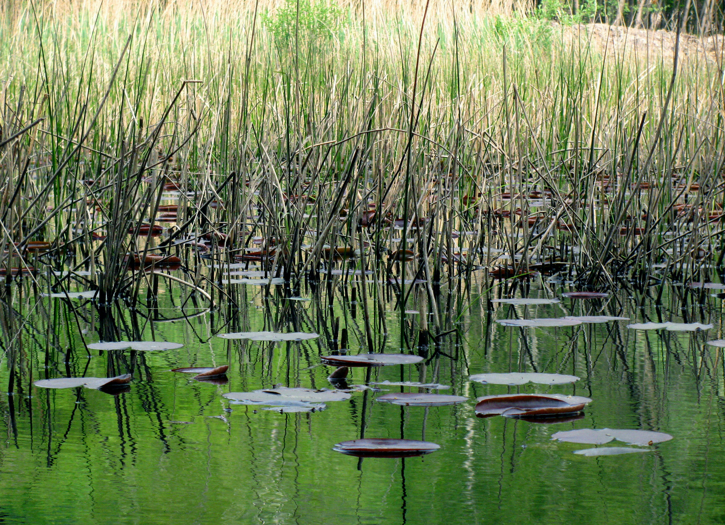 Minisini's Lake