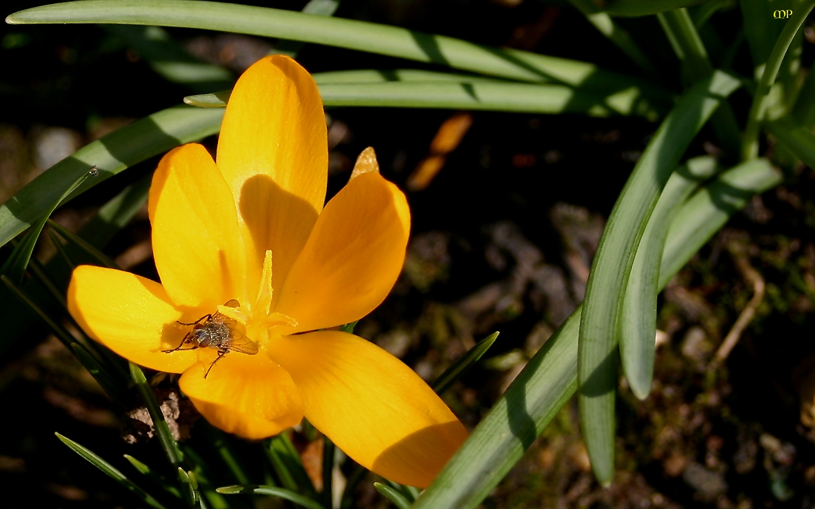 Minisonne im Garten