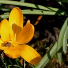 Minisonne im Garten