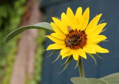 Minisonnenblümchen zum Blümchentag