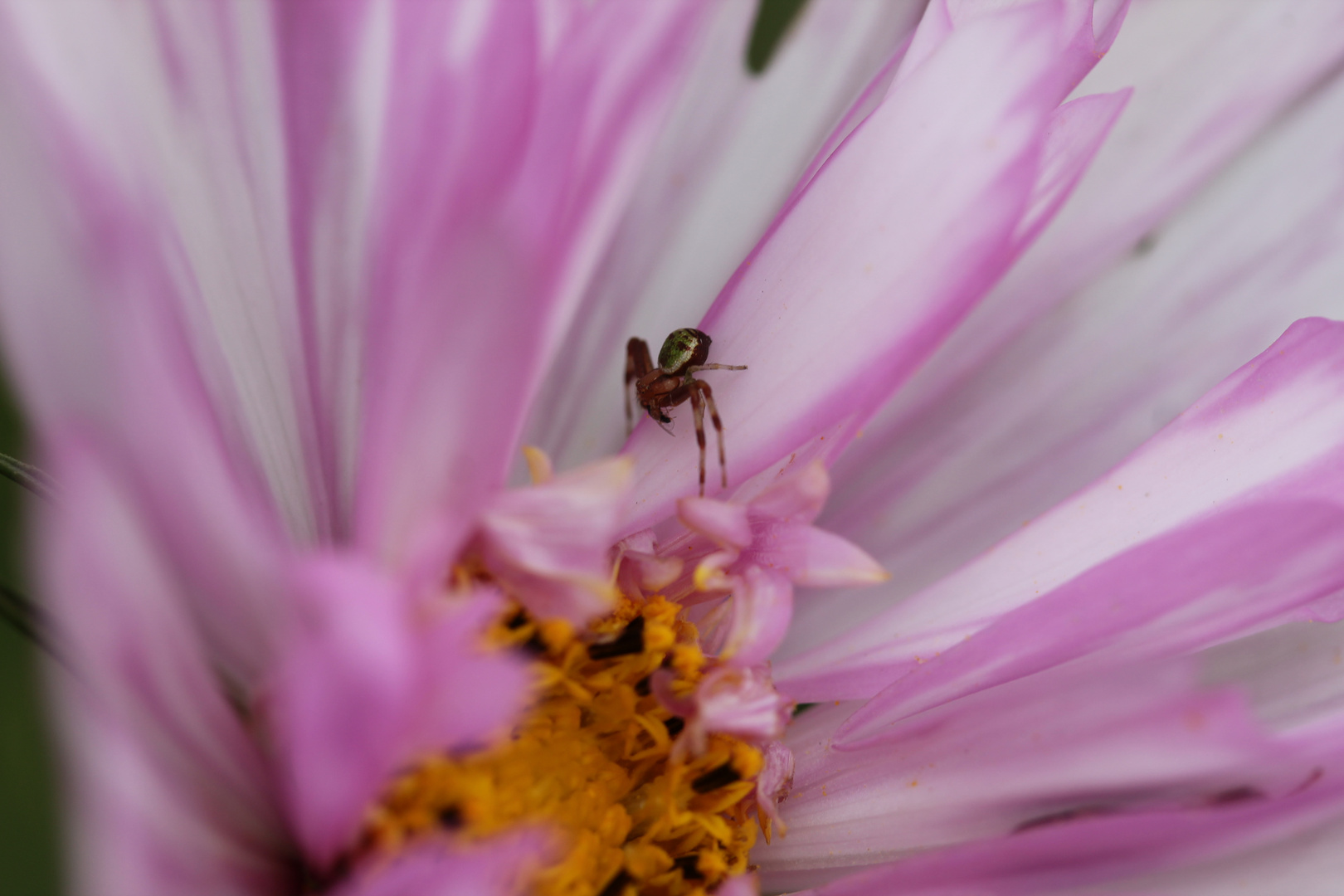 Minispinne auf der Cosmea