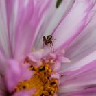 Minispinne auf der Cosmea