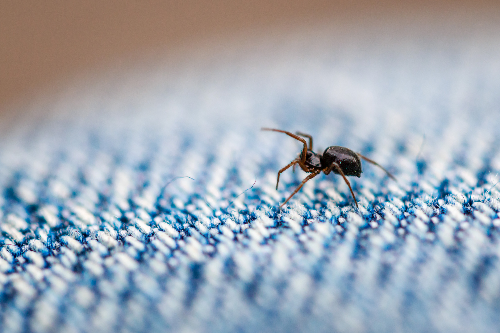 Minispinne auf Jeans