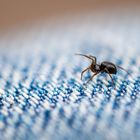 Minispinne auf Jeans