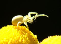 Minispinne auf Kamillenblüte im Teuchler Bachbett