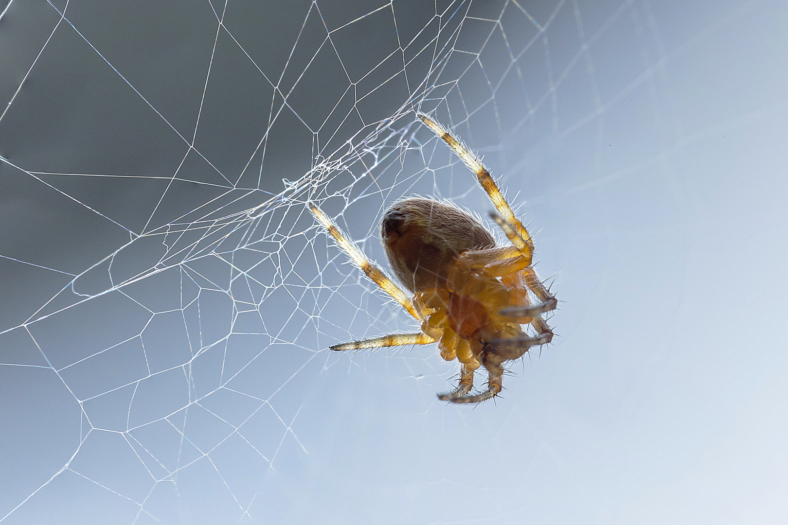 Minispinne Bauchseite