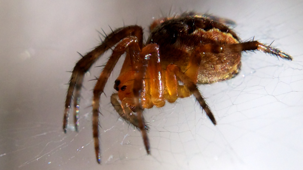 Minispinne ca. 3-4mm